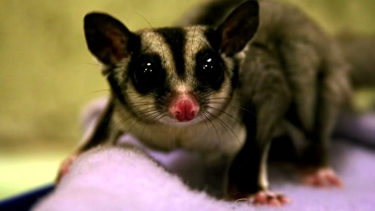 Are Flying Squirrels And Sugar Gliders The Same Thing