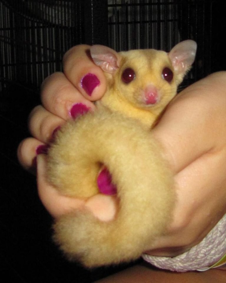 Are Sugar Gliders Dangerous To Humans