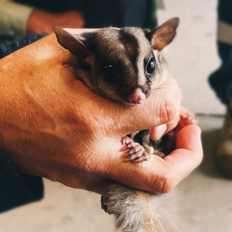 Are Sugar Gliders Legal In Australia