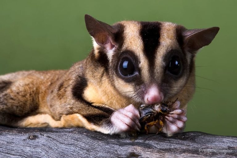 Are Sugar Gliders Legal In Canada