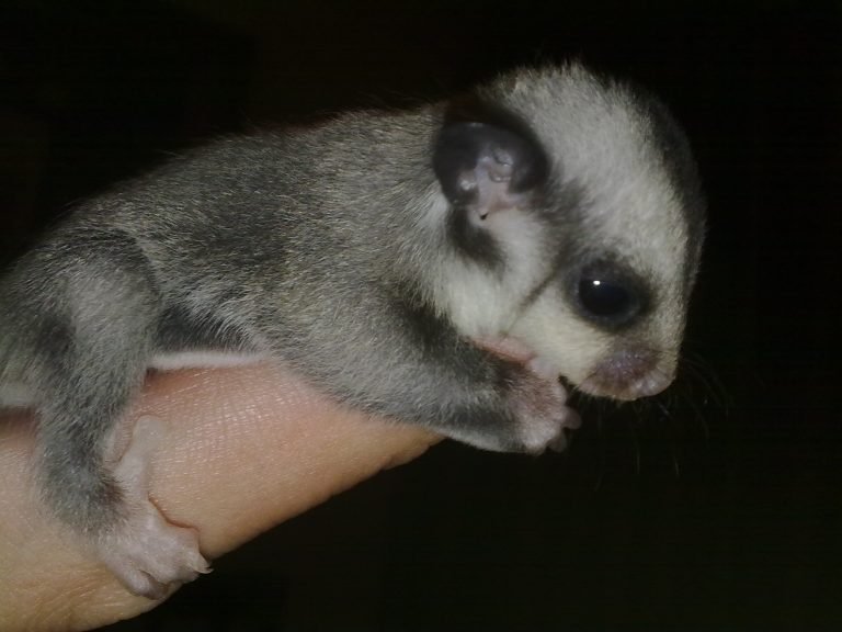 Are Sugar Gliders Legal In South Africa