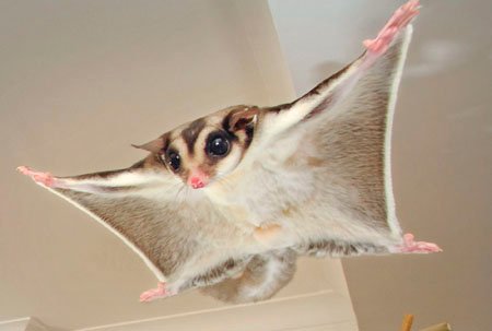 Can A Sugar Glider Fly