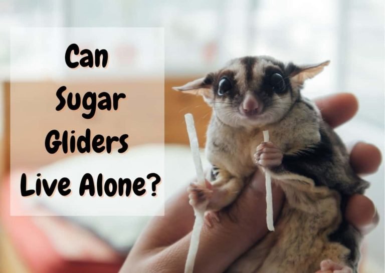 Can Sugar Gliders Be Alone
