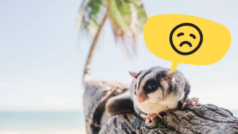 Can Sugar Gliders Die Of Loneliness
