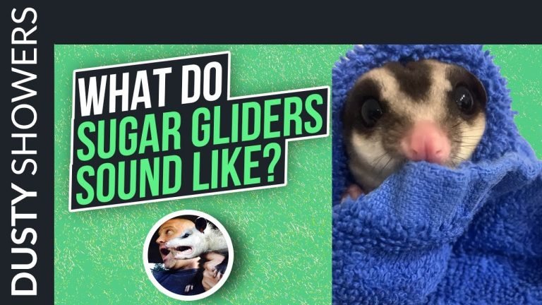 What Does A Sugar Glider Sound Like