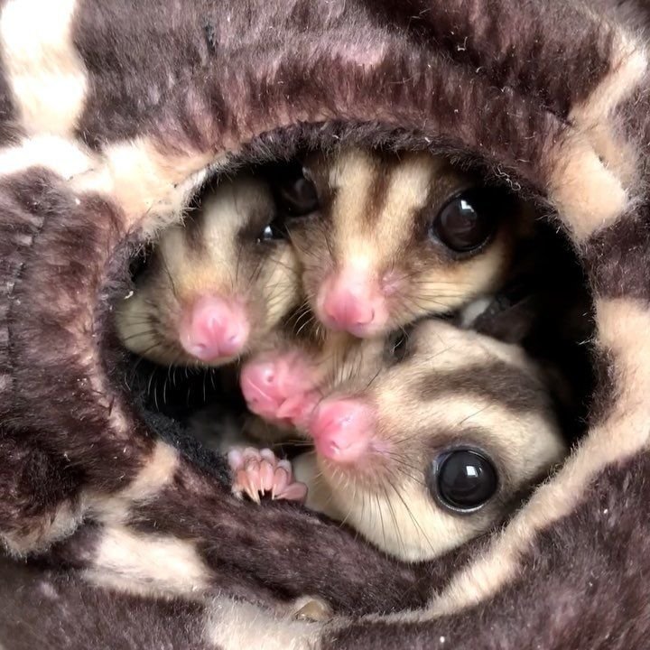 What Family Are Sugar Gliders In