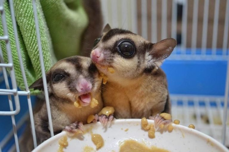 What Food Do Sugar Gliders Eat