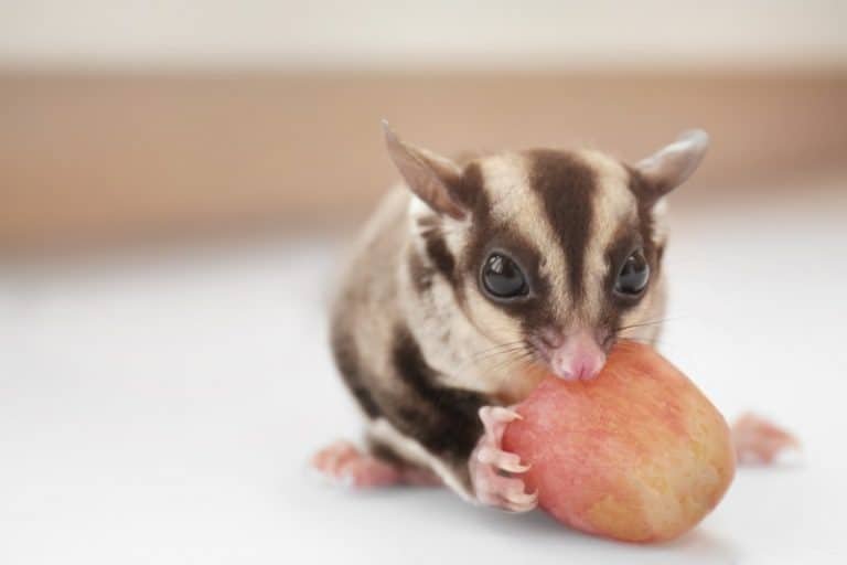 What Foods Are Harmful To Sugar Gliders