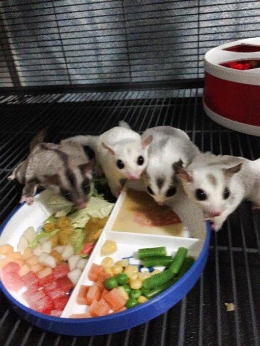 What Foods Can Sugar Gliders Eat