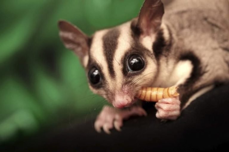 What Insects Can Sugar Gliders Eat