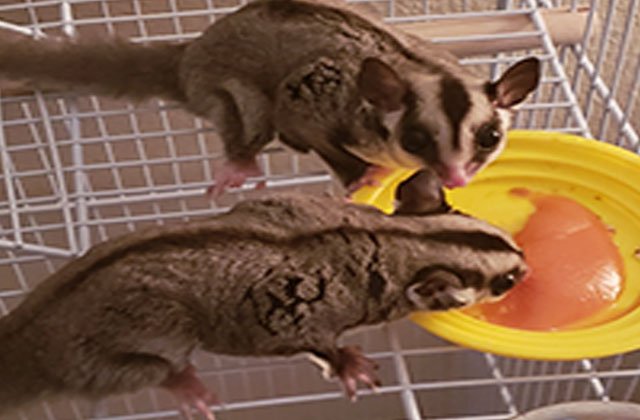 What Meat Can Sugar Gliders Eat