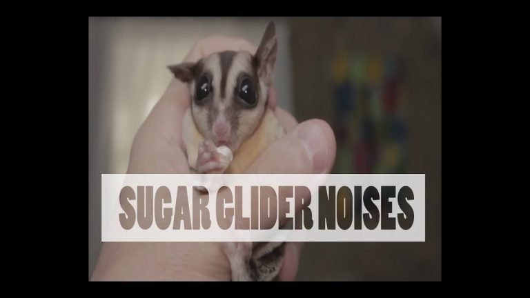 What Noise Does A Sugar Glider Make