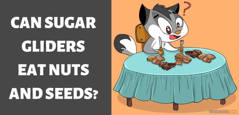 What Nuts Can Sugar Gliders Eat