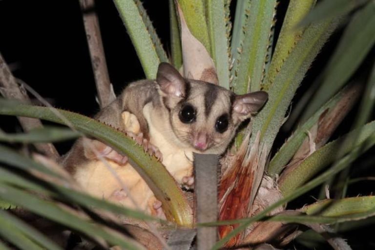 Where Are Sugar Gliders Found