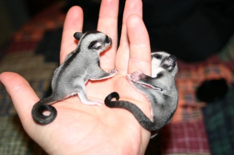 Why Are They Called Sugar Gliders