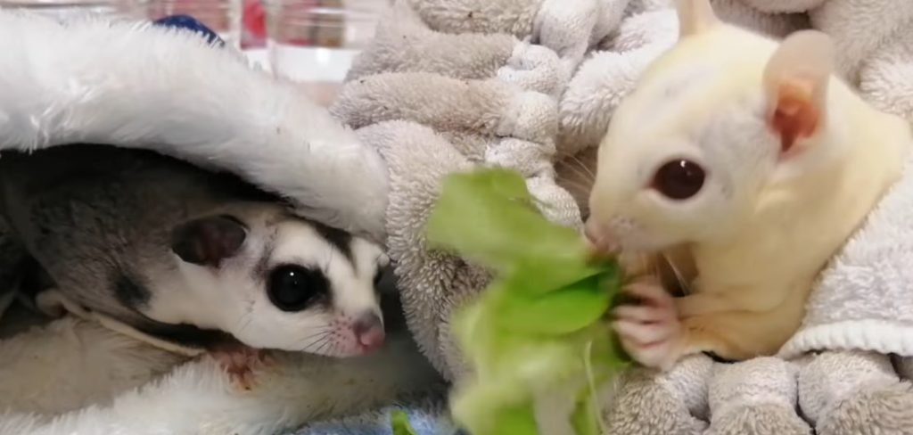 upporting the Surviving Sugar Glider