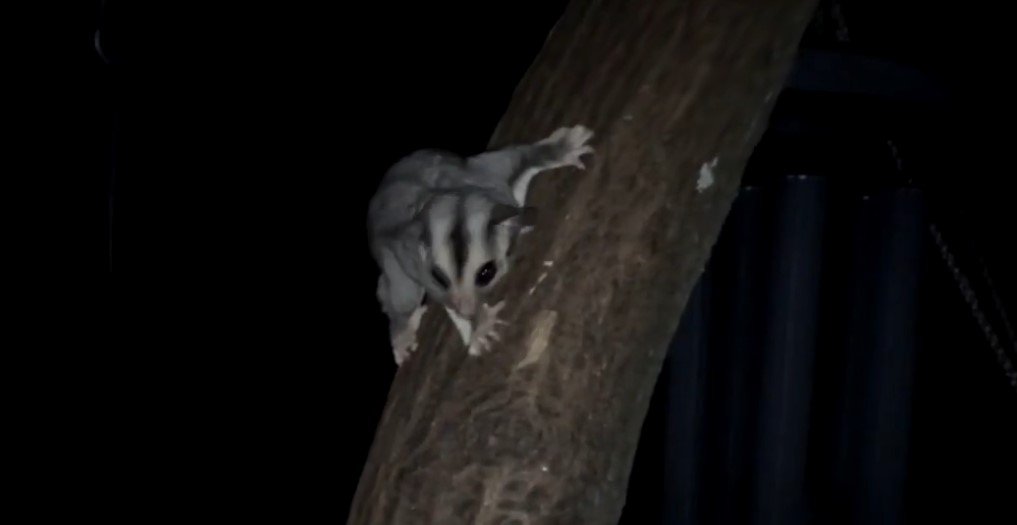 Are Sugar Gliders And Flying Squirrels Related