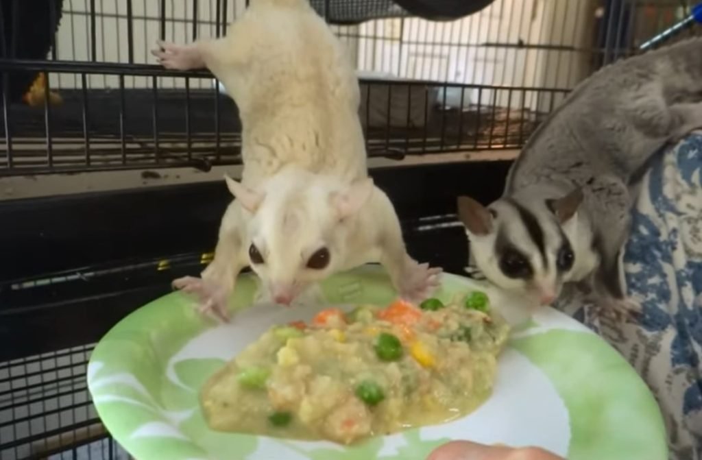 Why Butternut Squash is Good for Sugar Gliders
