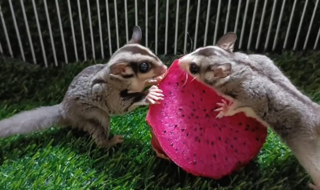 Can Sugar Gliders Eat Dragon Fruit - PETLOQ