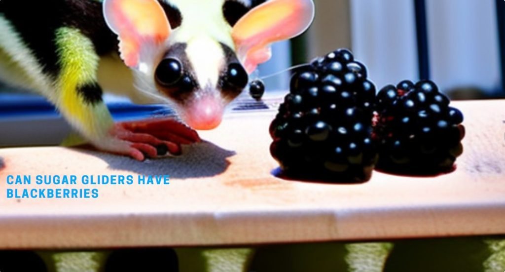 Sugar Gliders Have Blackberries