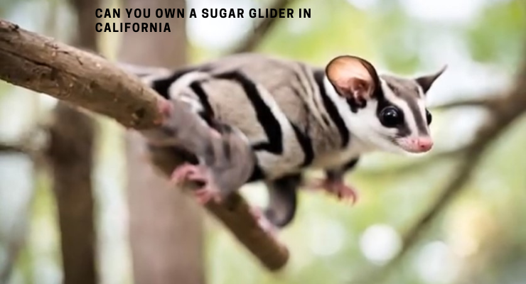 Can You Own A Sugar Glider In California