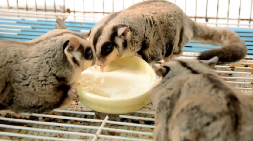 Legal Requirements for Owning a Sugar Glider in Texas