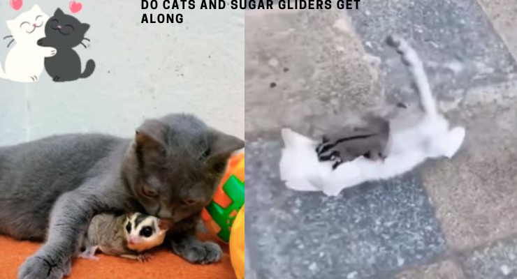 Do Cats And Sugar Gliders Get Along