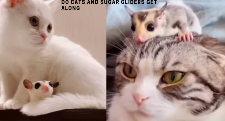 Do Cats And Sugar Gliders Get Along