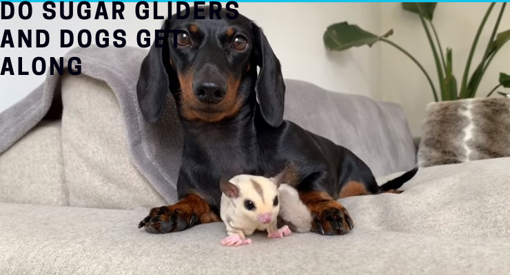 Do Sugar Gliders And Dogs Get Along