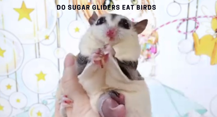 Do Sugar Gliders Eat Birds