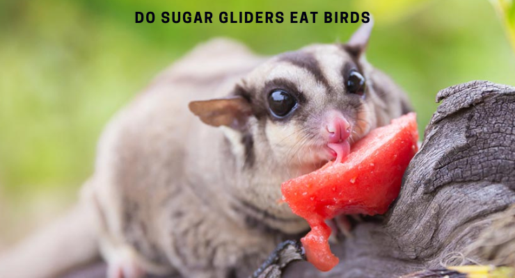 Do Sugar Gliders Eat Birds