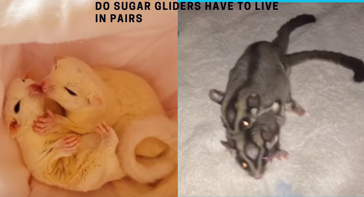 Do Sugar Gliders Have To Live In Pairs