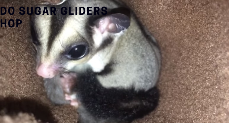 Why do Sugar Gliders Hop?
