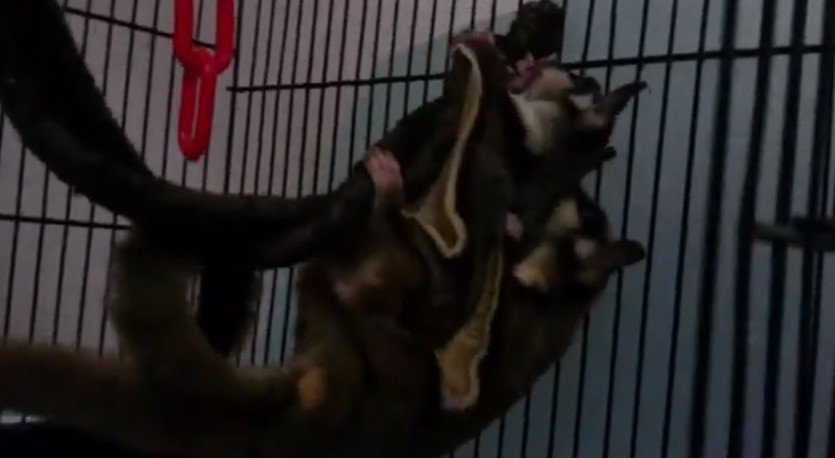 Do Sugar Gliders Mate For Life