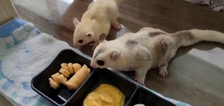 How Do Sugar Gliders Get Their Food