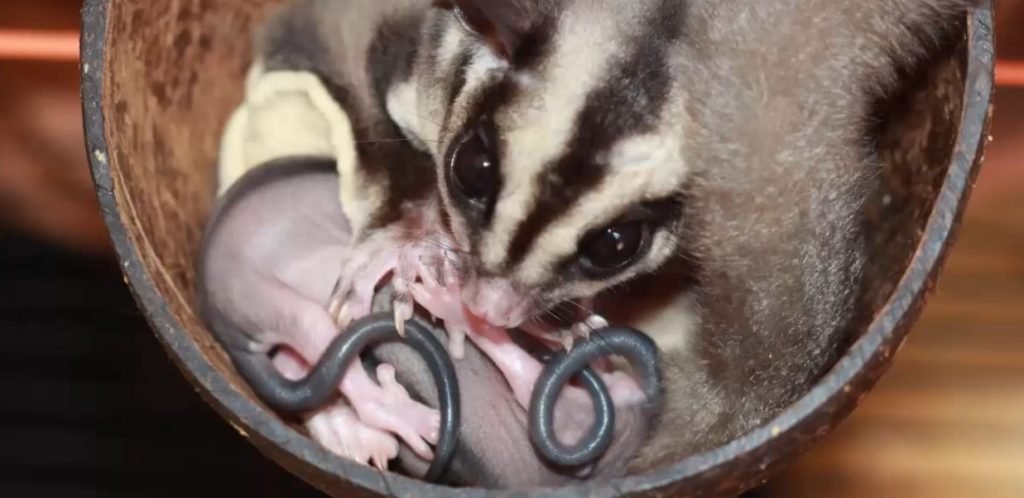 Reproductive System of Sugar Gliders