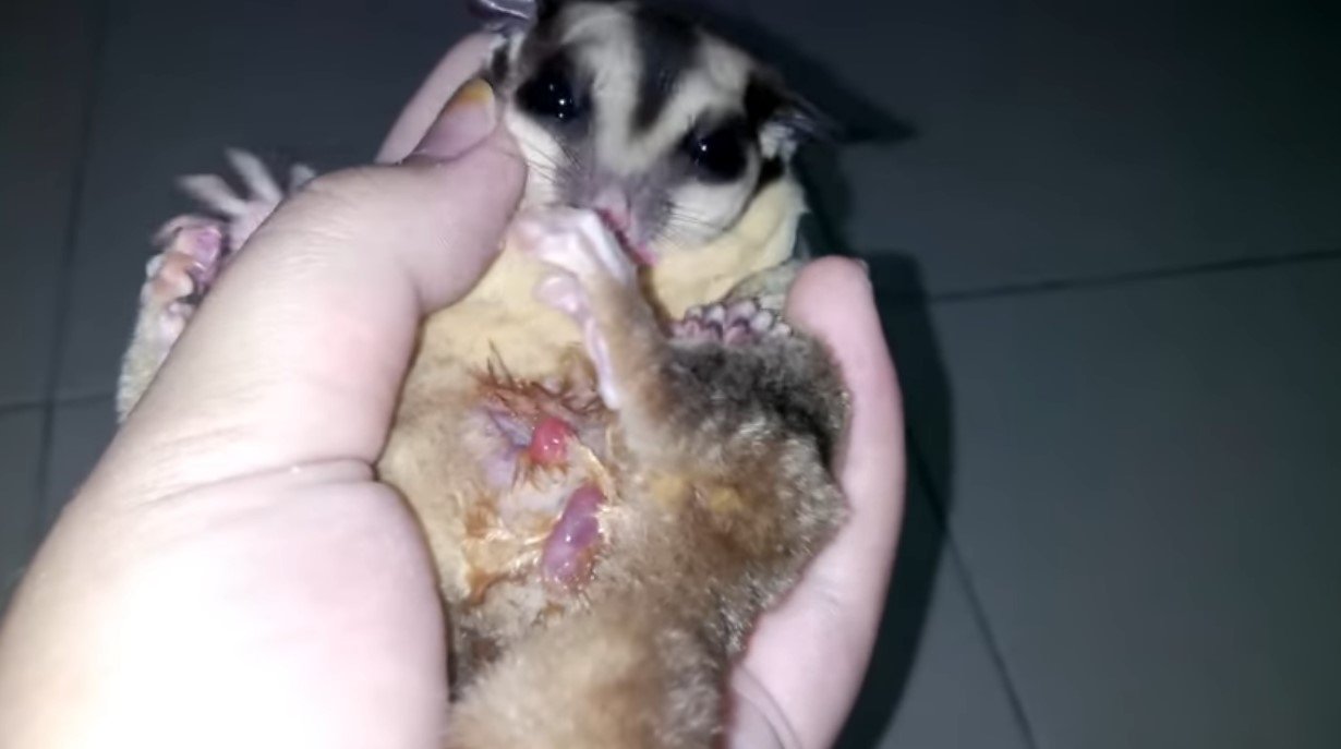 How Do Sugar Gliders Give Birth