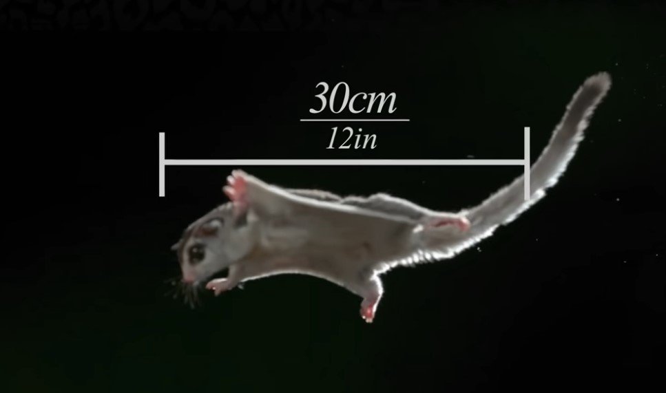 The Physics of Sugar Glider Jumps