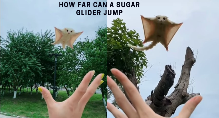How Far Can A Sugar Glider Jump