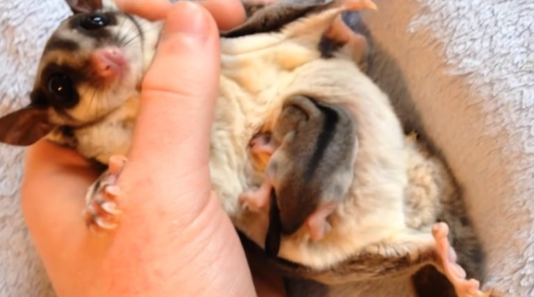 How Long Are Sugar Gliders In The Pouch