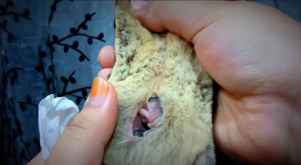 How Long Are Sugar Gliders In The Pouch