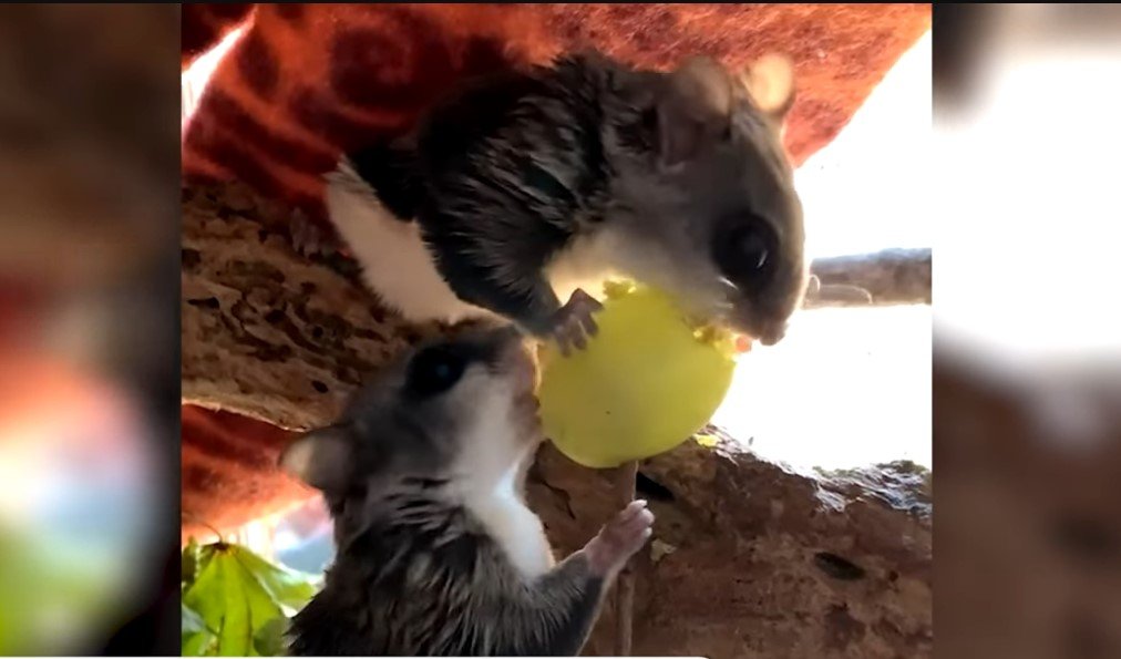 Factors Affecting a Sugar Glider's Ability to Go Without Food