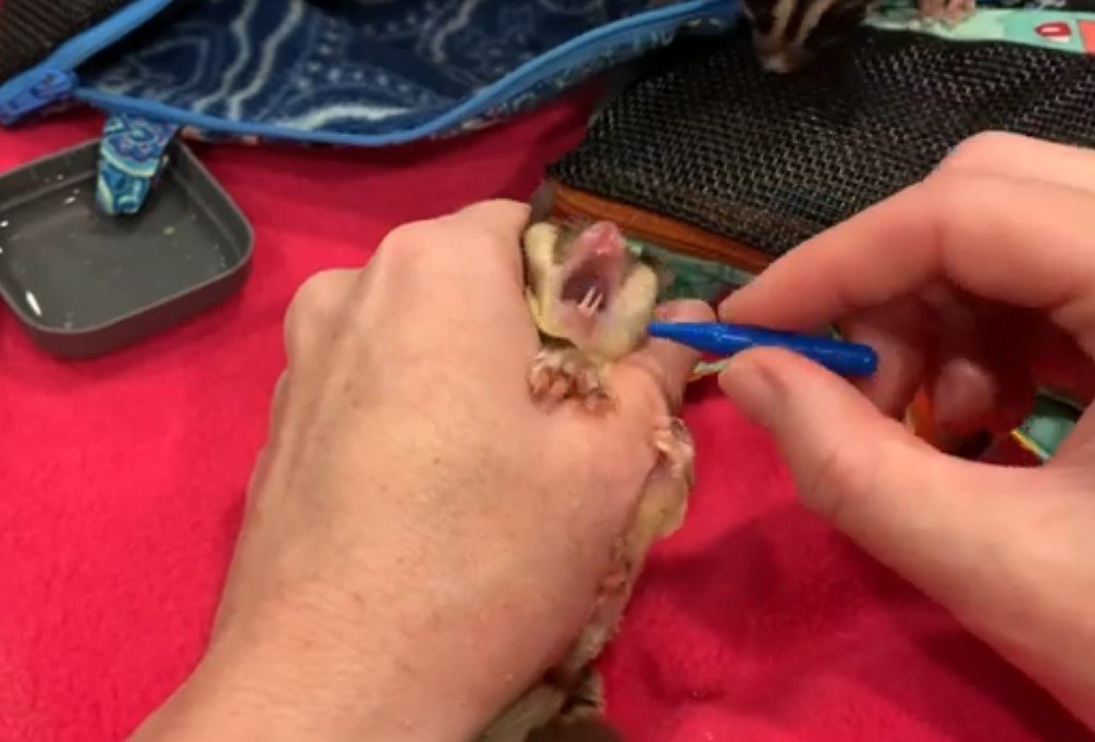 The Dental Anatomy of Sugar Gliders