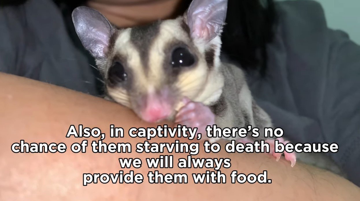 How Many Years Do Sugar Gliders Live