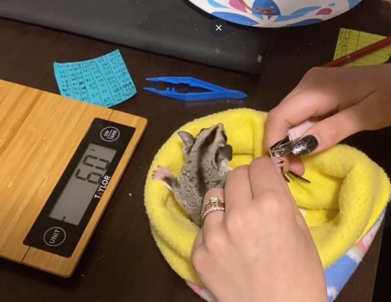How To Clip Sugar Glider Nails