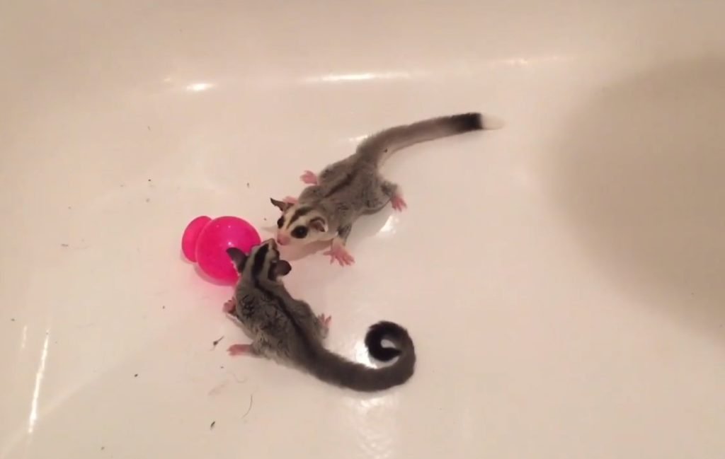 How to Introduce Sugar Gliders to Each Other