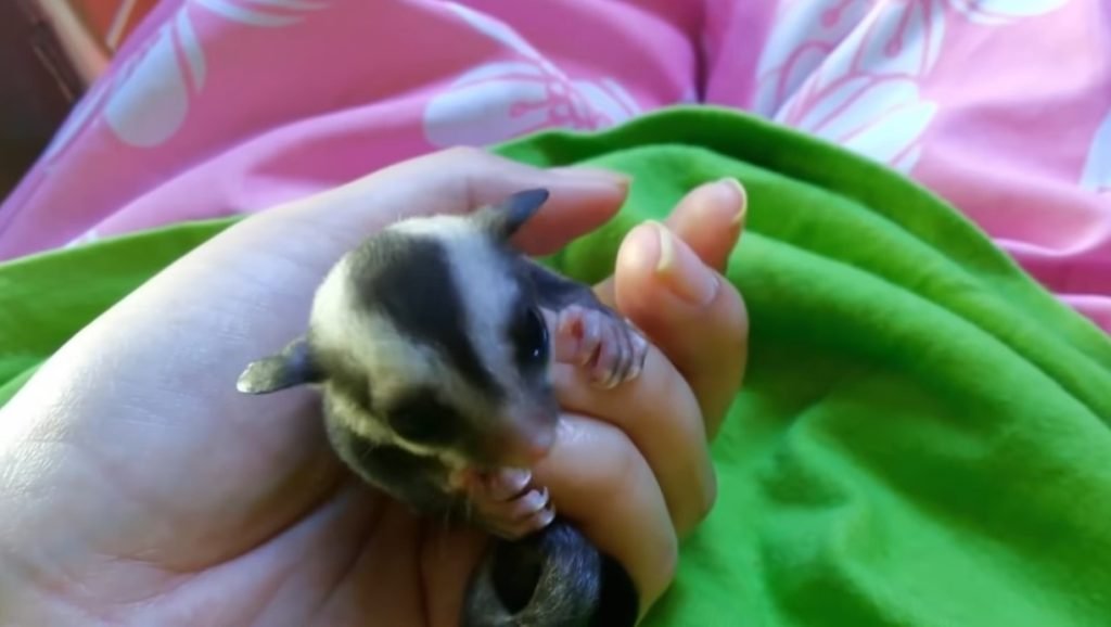 How To Prevent Sugar Glider Injuries