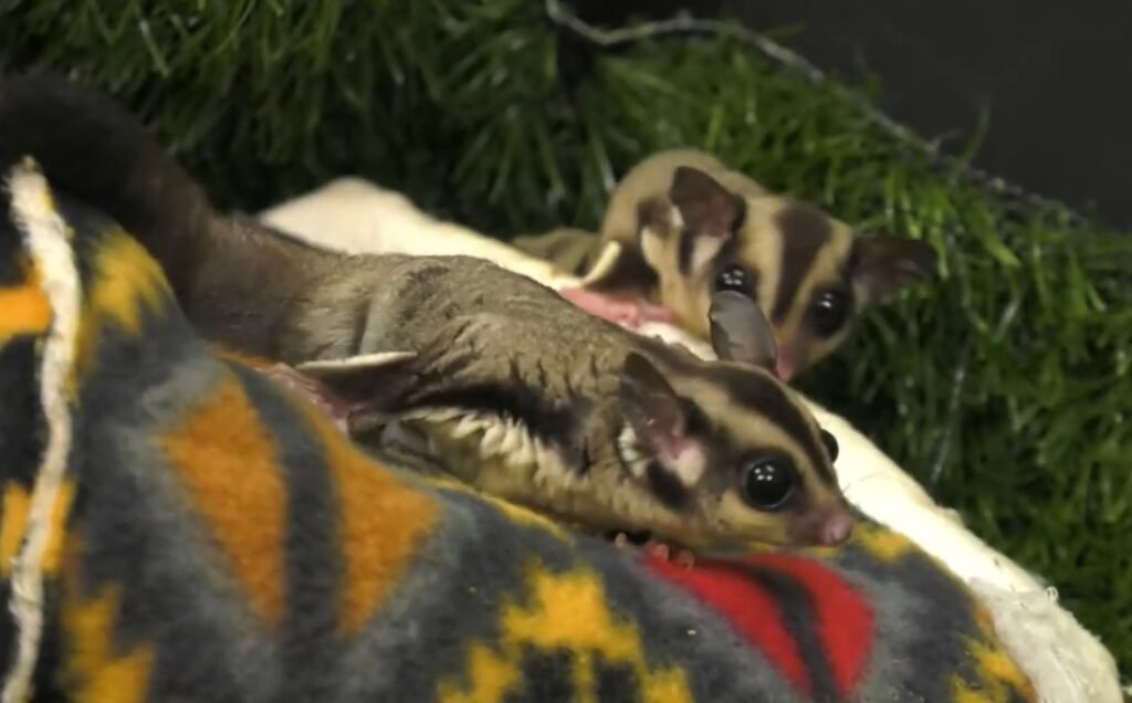 How To Tell How Old A Sugar Glider Is