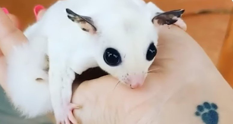 The Natural Social Behavior of Sugar Gliders