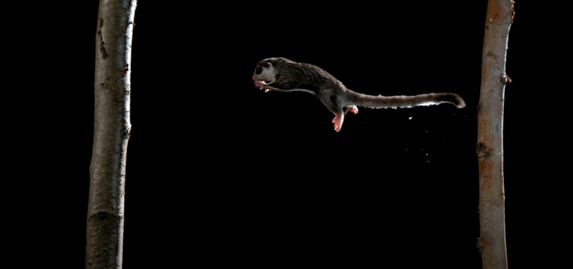 Creating a Safe Flying Environment for Sugar Gliders